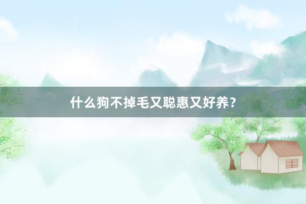 什么狗不掉毛又聪惠又好养？